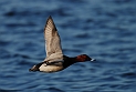 Pochard